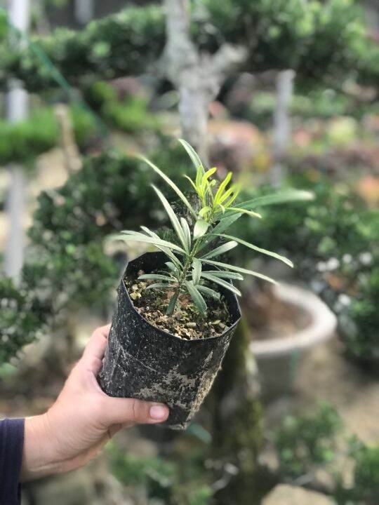 Anak pokok podocarpus (Bonsai) | Lazada