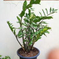 กวักโบราณด่าง ใบยาว Zamioculcas zamiifolia varigated กระถาง 4นิ้ว กวักมรกตด่างโบราณ