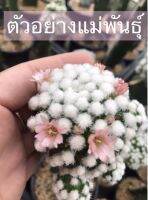 โอรุกะบิ๊กดอท Mammillaria Oruga