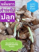 ขมิ้นขาวสำหรับปลูก 1กก60บาท