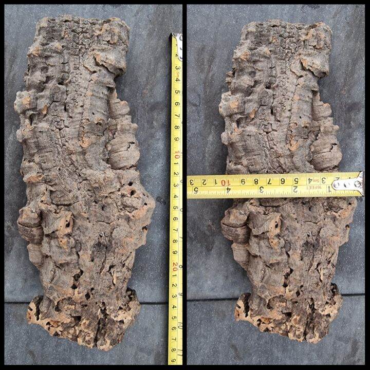 TPC Cork Bark Lazada Singapore