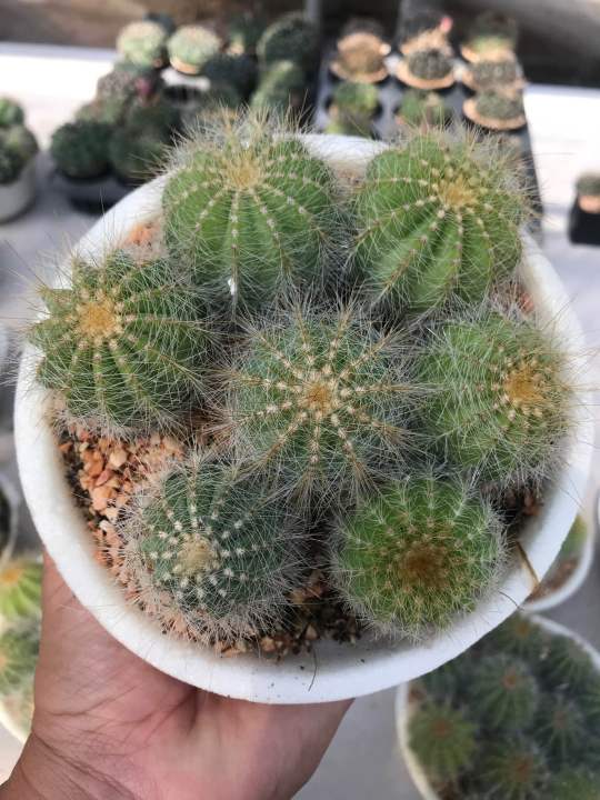 กระบองเพชร-แคคตัส-cactus-ไม้พอต-เพาะเมล็ด-พอตขนาด6นิ้ว-100บาททุกพอต