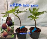 ต้นมะเดื่อฝรั่งแบล็คจีนัว กระถาง 6 นิ้ว /black genua figs tree 6” potted