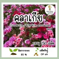 เมล็ดพันธุ์ ดอกคลาเกีย ( Godetia/Clarkia Amoena ) คละสี 250 เมล็ด สายพันธุ์แท้100%