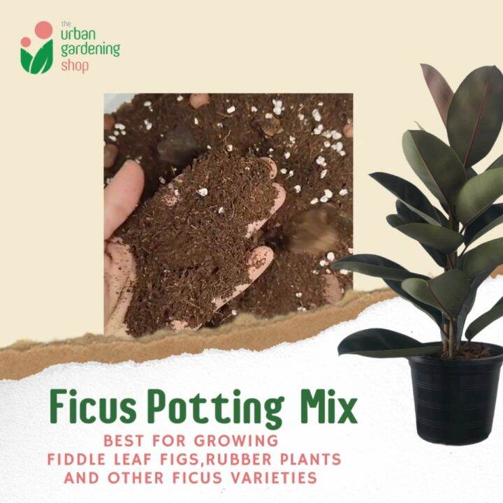 8liter PREMIUM FICUS POTTING MIX Best for Fiddle Leaf Fig, Rubber Plants and Similar