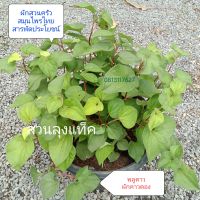 พลูคาว ผักคาวตอง ต้นพลูคาว Saururaceae หรือ Dokudami คาวตอง ผักสมุนไพร สวนลุงแท็ค