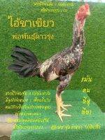 คนรักไก่เยียร์ พม่าแข้งหน้าจัด แผลวงแดง