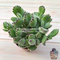 Bear Paw อุ้งเท้าหมี Cotyledon Tomentosa  ร้านใบบุญ กุหลาบหิน ไม้อวบน้ำ Baiboon Succulent Thailand