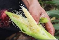 เมล็ดพันธ์ุ ข้าวโพดอ่อน (Baby Corn Seed) บรรจุ 30 เมล็ด