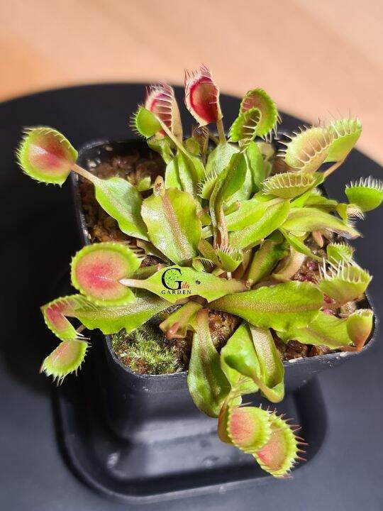 Venus Flytrap Cupped Trap [Dionaea Muscipula, Venus Flytrap ...