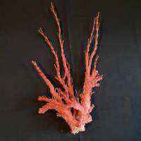 ต้นปะการังแดงธรรมชาติ วัสดุตกแต่งอันทรงคุณค่าจากท้องทะเลลึก natural red(black) coral tree