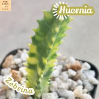 [เก๋งจีน ด่าง] Huernia Zebrina Variegata ส่งพร้อมกระถาง แคคตัส Cactus Succulent Haworthia Euphorbia ไม้หายาก พืชอวบน้ำ ไม้หนาม ไม้ทะเลทราย กระบองเพชร เก๋งด่าง