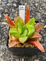 Haworthia Hybird Thailand กระถาง 2 นิ้ว (ส่งทั้งกระถาง) รหัส La291-300