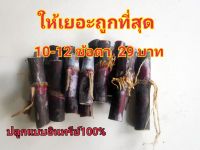 อ้อย​ดำ​อ้อ​ยแดง​สำหรับ​ต้ม​10-12 ข้อตา  29 บาท