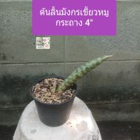 ต้นลิ้นมังกรเขี้ยวหมู ลิ้นมังกร
Sanseviaria Fisheri /Snake plant 
กระถาง 4"
ไม้มงคล ฟอกอากาศ
ชอบแดด ทนแล้ง
รดน้ำ 2-3 วันครั้ง หรือทุกวัน
ภาพถ่ายจากของจริง