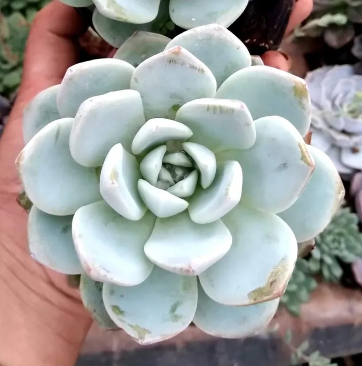Echeveria Ice Green | Lazada PH