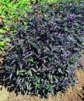 เมล็ดพันธุ์พริกประดับ แบล็ค โอลีฟ (Black Olive Ornamental Pepper Seed) บรรจุ 25 เมล็ด ของแท้ คุณภาพดี ราคาถูก นำเข้าจากต่างประเทศ