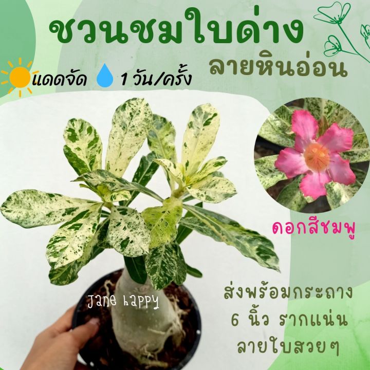 ต้นชวนชมใบด่าง-ลายหินอ่อน-ดอกสีชมพูชั้นเดียว-ส่งพร้อมกระถาง-6-นิ้ว-รากแน่น-ลายใบสวยๆ