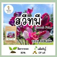 เมล็ดพันธุ์สวีทพี คละสี Sweet Pea บรรจุ 30 เมล็ด