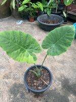 บอน​ออดิบด่าง​ขาว​ Colocasia​ Gigantea​ Hook Thailand Giant