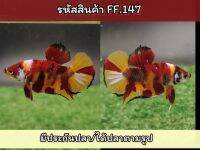 ปลากัดนีโม่ เพศผู้พ่อพันธ์สีสดเกรดAA พร้อมรัด ขนาด 1.4-1.5 นิ้ว