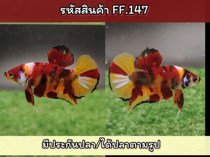 ปลากัดนีโม่-เพศผู้พ่อพันธ์สีสดเกรดaa-พร้อมรัด-ขนาด-1-4-1-5-นิ้ว