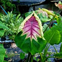 ?เจ้าหญิงผมเปีย ?ชำใส่กระถาง ❗️โคโลคาเซียเจ้าหญิงผมเปีย ?colocasia pigtail princess