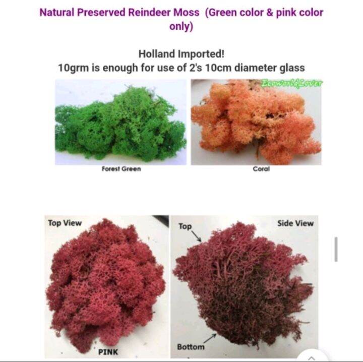 Preserved Reindeer moss terrarium moss Lazada Singapore