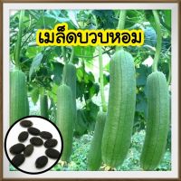 เมล็ดพันธุ์บวบหอม?ปลูกง่ายงอกเร็ว