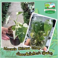 ?Alocasia okinawa sliver?ลุ้นด่าง?จากแม่ด่าง100%?ราคาถูกสุดดด?ชุด5ต้น?