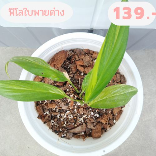 philo-epipremnum-amplissimum-variegated-ต้นฟิโลเดนดรอนใบพายด่างเหลือง-ไม้ด่าง-ไม้ฟอกอากาศราคาถูก-ในกระถาง10-นิ้ว