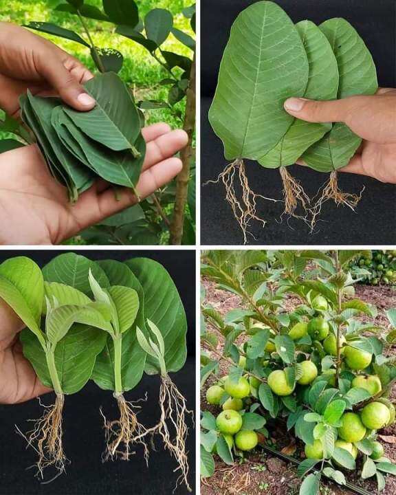 fresh guava leaves (50 leaves) Lazada PH