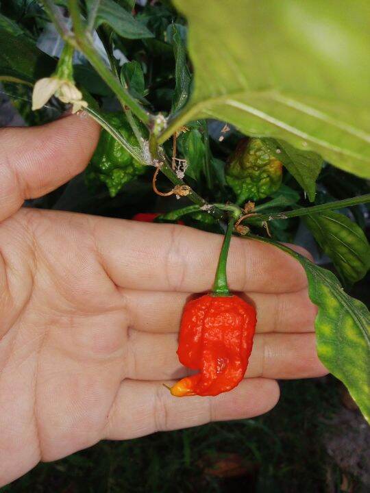 พริกแคโรไลน่า-รีพเปอร์-carolina-reaper-ผลสด