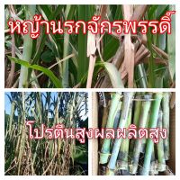 หญ้านรกจักรพรรดิ์ 2ข้อตา 50ท่อน