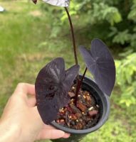 ไม้ประดับ colocasia black coral.โคโลคาเซีย แบล็คโครอล ไซค์ตั้งแม่ได้เรยครับ ต้นใหญ่สวยสมบรูณ์ รากเดินดี มีตาหน่อติดกับต้น ปลูกได้กลางแจ้งแดดโดนแดดได้ทั้งวัน