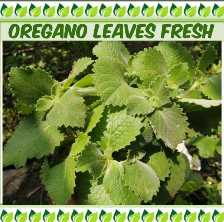 Oregano Fresh Leaves 200 grams Lazada PH
