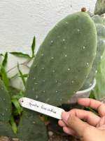 (ตัดสด) โอพันเทียฟิคัสอินดิก้า Opuntia Ficus Indica กระบองเพชรกินใบกินผล