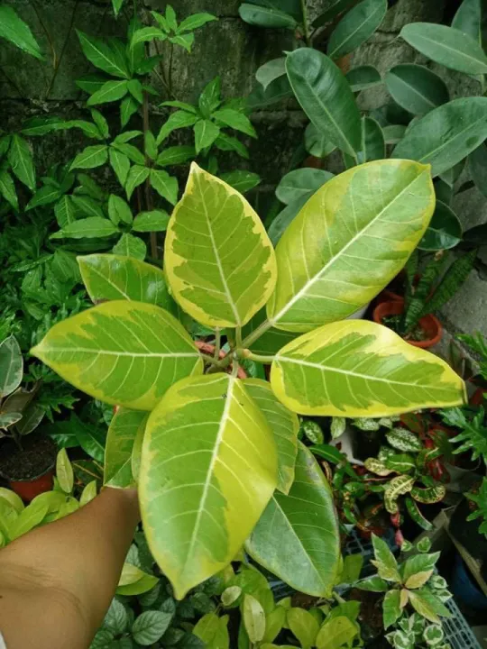 Lemon Lime Rubber Tree Lazada PH