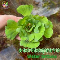 ดอกจอกกุหลาบ Water lettuec