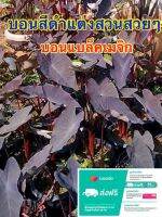 ต้นบอนดำ Colocasia esculenta Black Magic บอนดำ ไม้ใบดำที่มีเสน่ห์ในแบบฉบับตนเอง สามารถปลูกได้ทั้งบนดิน หรือ ในน้ำ เป็นพืชที่มีความอดทน เจริญพันธุ์ง่าย ตายยาก