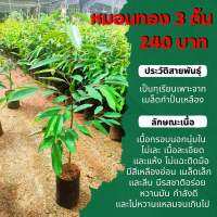 หมอนทอง 3 ต้น 240 บ.