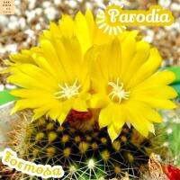 [พาโรเดีย ตลับนาค] Parodia Formosa ส่งพร้อมกระถาง แคคตัส Cactus Succulent Haworthia Euphorbia ไม้หายาก พืชอวบน้ำ ไม้หนาม ไม้ทะเลทราย กระบองเพชร