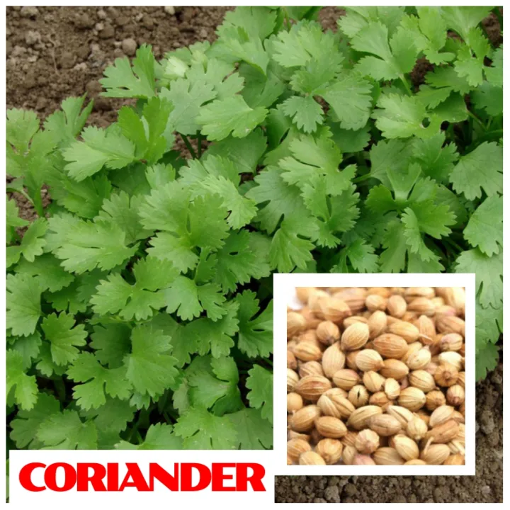 CORIANDER SEEDS FOR PLANTING ( 25 SEEDS ) HERBS Lazada PH