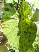 บอนโคโลคาเซีย โมจิโต้ Colocasia Mojitoแท้ชำจนรากเดินดี​แล้วส่งแบบห่อราก