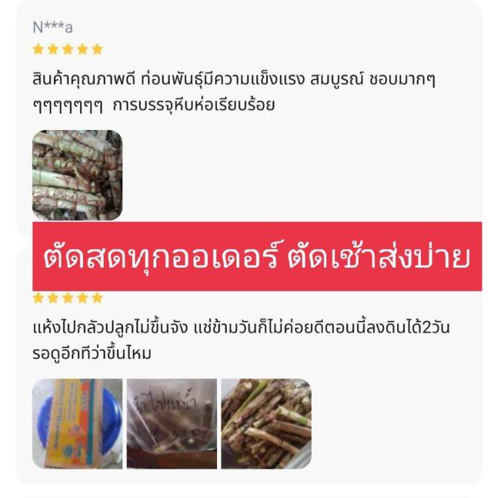 1-000-ท่อนพันธุ์หญ้าหวานอิสราเอล-บดเลี้ยงไก่-เลี้ยงปลา-เลี้ยงกระต่าย-หนู-เต่า-แกะ-แพะ-วัว-ควาย-ม้า-ลา-ช้าง