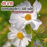 เมล็ดพันธุ์ ดอกคอสมอสขาวล้วน 500 เมล็ด ไม่มีสีอื่น