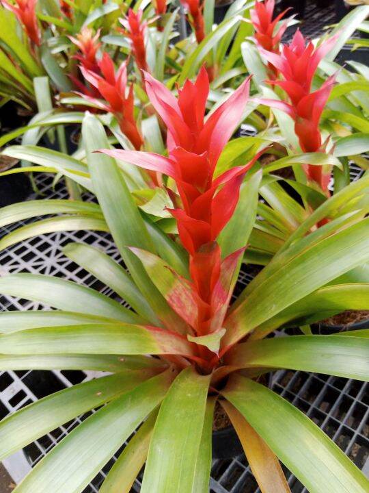 Bromeliad Scarlet Star,Live plant with FREE fertilizer | Lazada PH