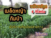 กัมบ้า เมล็ดหญ้ากัมบ้า 4 กิโลกรัม #พร้อมปลูก(รับประกันการงอก) หญ้าเลี้ยงสัตว์ หญ้า พันธ์ุหญ้า  หญ้าเลี้ยงวัว ควาย