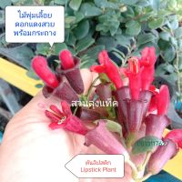 ต้นลิปสติก Lipstick Plant ลิปสติก ไม้ดอก พุ่มเลื้อยสวย ในกระถาง สวนลุงแท็ค