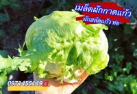 เมล็ดพันธุ์ ผักกาดแก้ว ผักกาดแก้ว สลัดแก้ว 300 เมล็ด